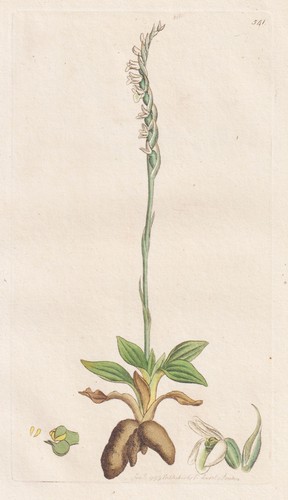 Ophrys spiralis drehwurz - ophrys,