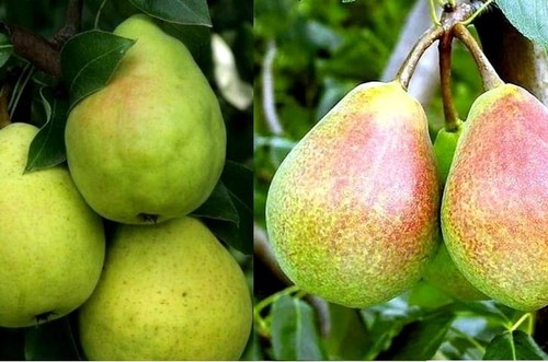 Birnenbaum duo lipcówka - birnenbaum,