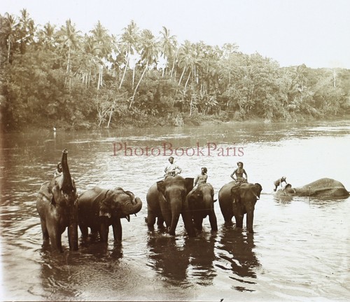 Sri lanka ceylan elefanten - sri,