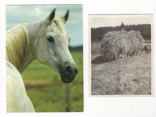 6/530 AK PFERD + FOTO