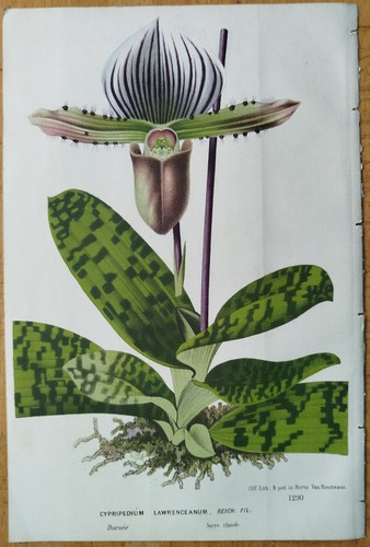Orchidee cypripedium aus - orchidee,