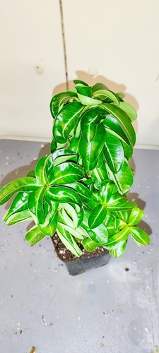 Adenium mini wustenrose - adenium, n2