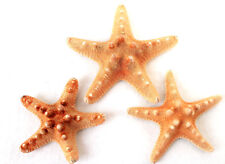 3 echte Noppen - Seesterne ca