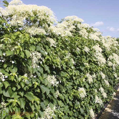 Kletter hortensie hydrangea - hortensie,