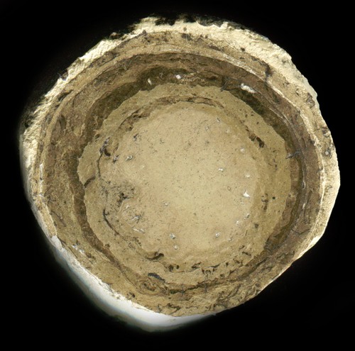 Fossil karabiner - fossil,