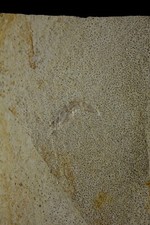 Schwimmkrebs Solnhofen