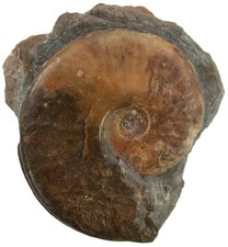 Lias Standstück  Eliganticeras elegantulum  Ammonit  Altdorf bei Nürnberg  F12-8