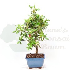BONSAI Japanische Azalee