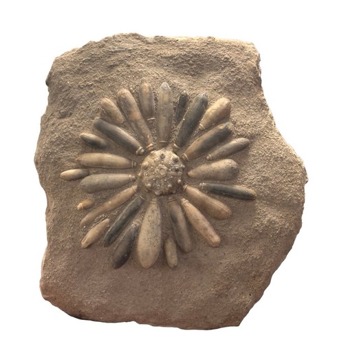 Fossil seeigel echinoide - fossil,