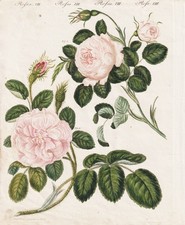 Queen Rosen Perlrosen Moosrose roses Rosen Botanik Kupferstich Bertuch 1802