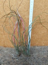 Tillandsia butzii, 3 Pflanzen