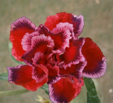 Wüstenrose - adenium obesum -