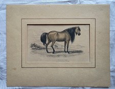 Kunstdruck Decussated Horse