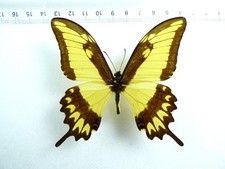 ENTOMOLOGIE, SCHMETTERLING: PAPILIO LYCOPHRON MÄNNLICHES BRASIL