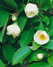 Stewartia pseudocamellia