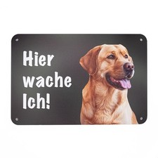 Labrador Hellbraun 2 „HIER