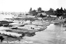 PDD-64 Animated, The Oyster