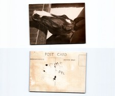 (n22008042)   Pferd  Italien Besetzung britisch Somaliland, 1940, Photopost