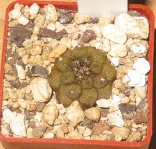 Copiapoa hypogaea cv Lizard Skin EB-KA397-T4 Kaktus Aztekium