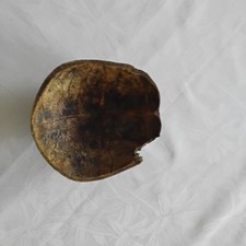 57. Sehr alter Aschenbecher mit Füßen benutzt Schädeldecke