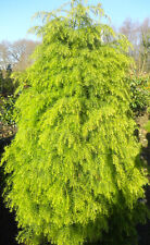 Hahnenkamm Sicheltanne