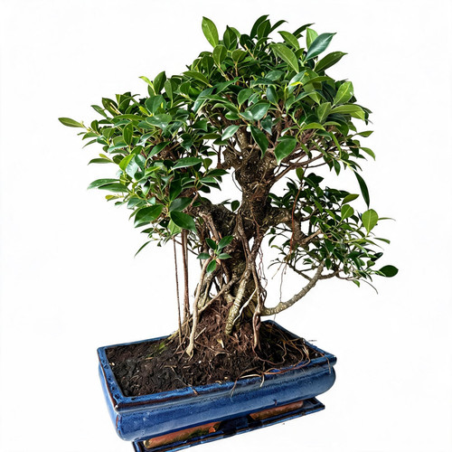 Bonsai ficus retusa 20 - retusa, ca.20