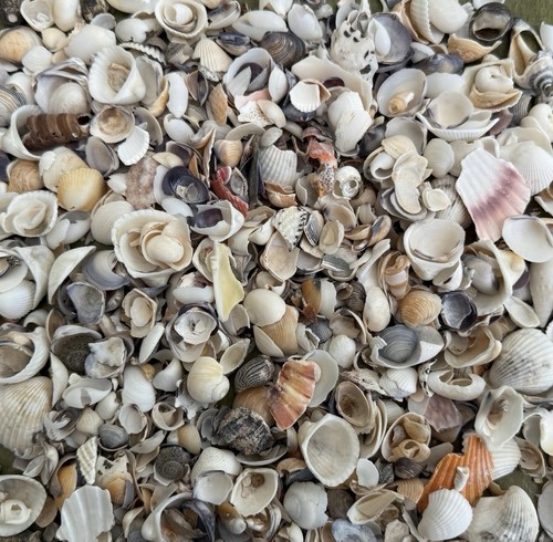 Muschelbruch kleine