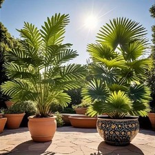 2 Stück Kunstpflanze verschiedene Palme Palmen ca. 75cm Höhe TE3831