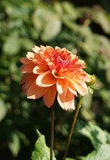 Dahlia DAHLIE Knollen: Ice Tea orange