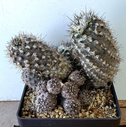 Copiapoa taltalensis gruppe - taltalensis,