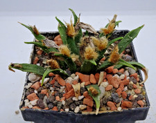 Kakteen – Kaktus –