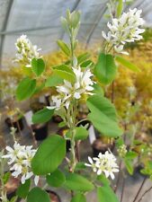 Amelanchier alnifolia "Northline" 100-120cm Felsenbirne Bienenweide Fruchtgehölz