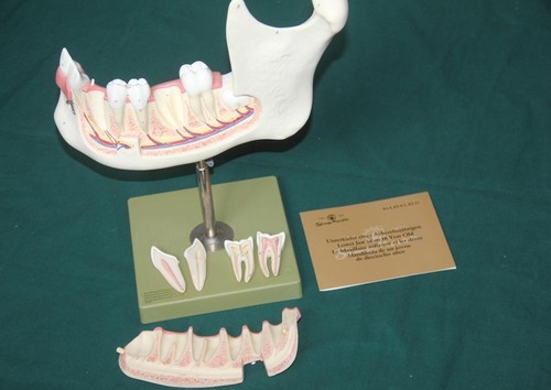 Somso plast es4 unterkiefer - es4,