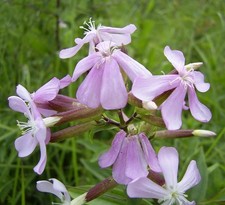 Samen von der seifenblume - von,