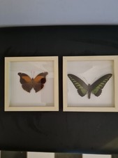 2 Schaukästen mit wunderbar erhaltenen Schmetterlingen, 18x18cm
