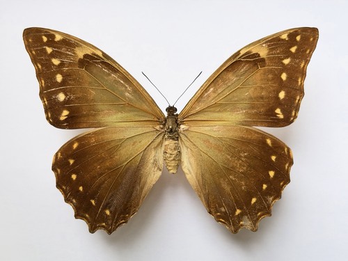 Morpho hercules diadema female