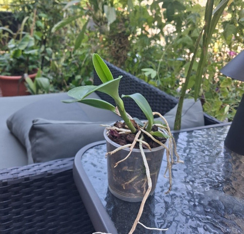 Cattleya trianae orchidee - cattleya,