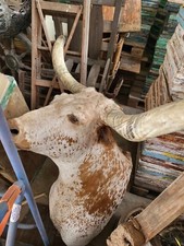 texas longhorn Kopf Orginal USA Präparat 