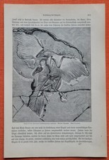 Archaeopteryx Urgreif der Jurazeit  Urvogel Druck von 1892