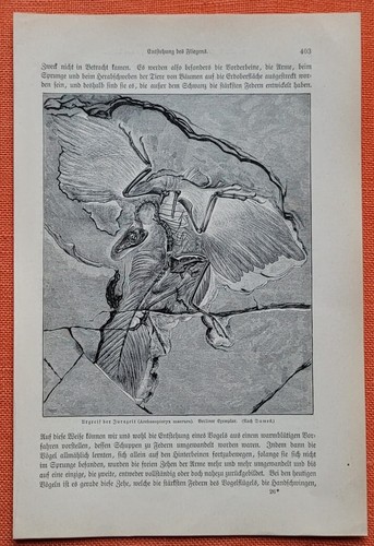 Archaeopteryx urgreif der - urgreif,
