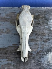 Wildschwein Tierpräparat