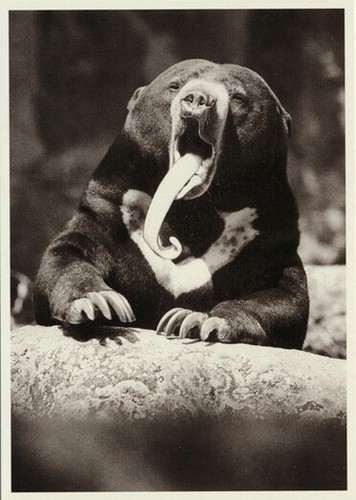 Walter sittig malaienbär ii - malaienbär,