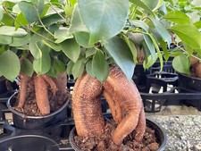 Ficus microcarpa, Chinese