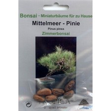 Bonsai - 6 Samen Pinus pinea - Mittelmeer-Pinie 90035