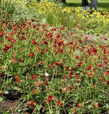 Nelkenwurz bell bank geum - bell,