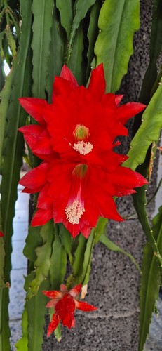 Disocactus ackermannii - disocactus,