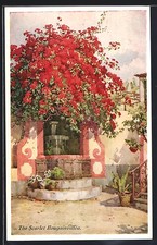 Madeira, The Scarlet Bougainvillea, Ansichtskarte 