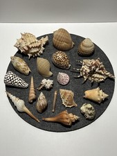 Muschel Sammlung Seestern