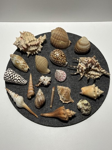 Muschel sammlung seestern - sammlung,