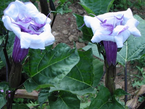 Datura ballerina blue 15 - ballerina,